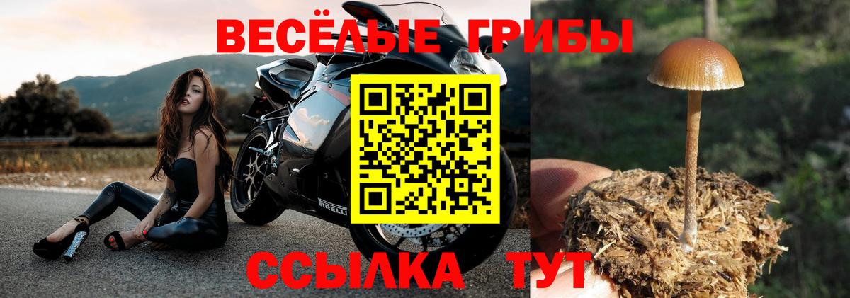 Галлюциногенные грибы Psilocybine cubensis  Ачинск 